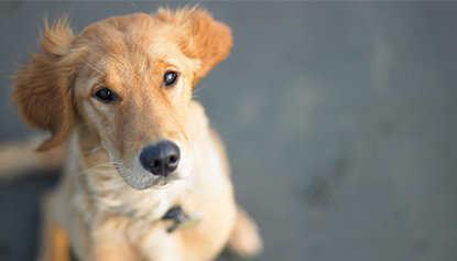 Dogs/犬 | Zoetis