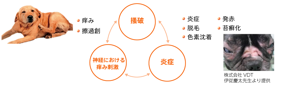 特長と概要 | Zoetis