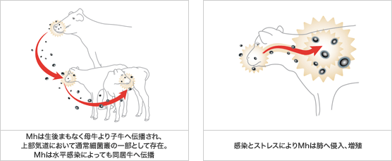 サラブレッドの運動器病の病理カラ―アトラス サラブレッドの運動器病の病理カラーアトラス - 《蓑虫屋》 競馬