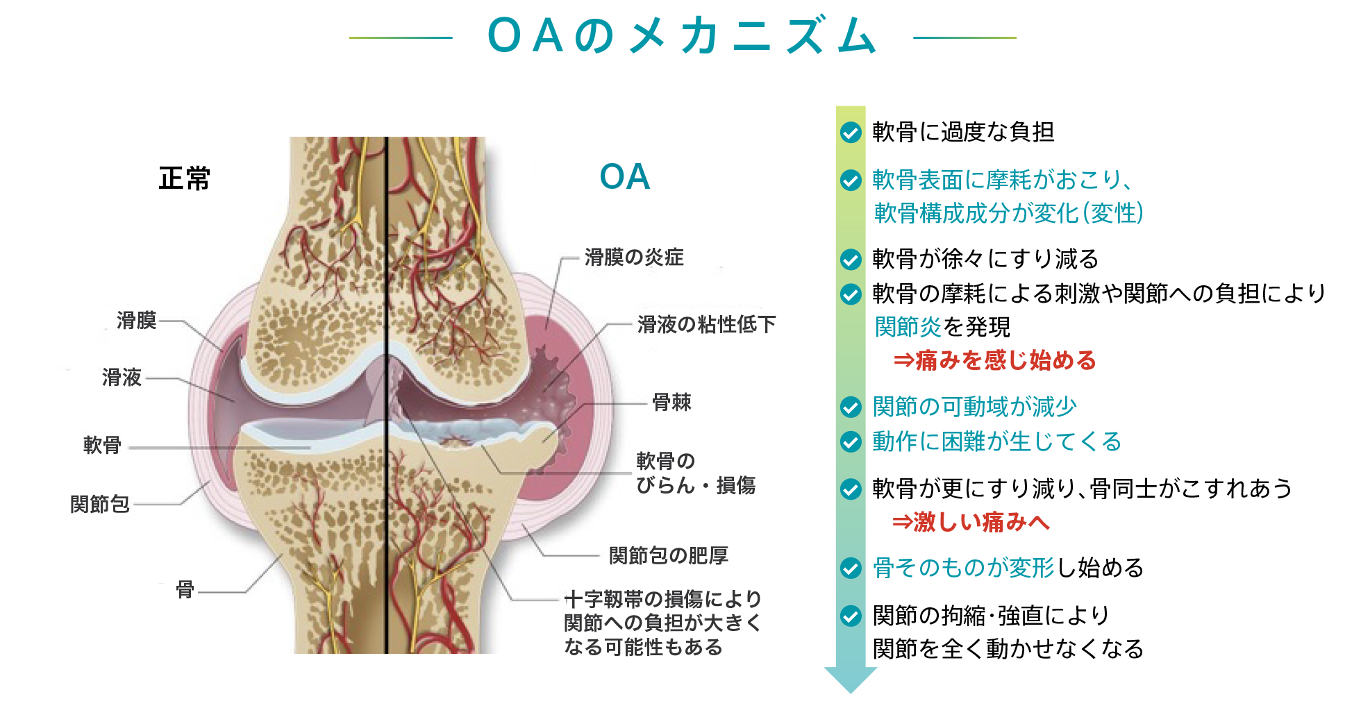 犬の遺伝性 骨・関節疾患 犬の遺伝性 骨・関節疾患 | Joe P.Morgan, Alida Wind, Autumn P