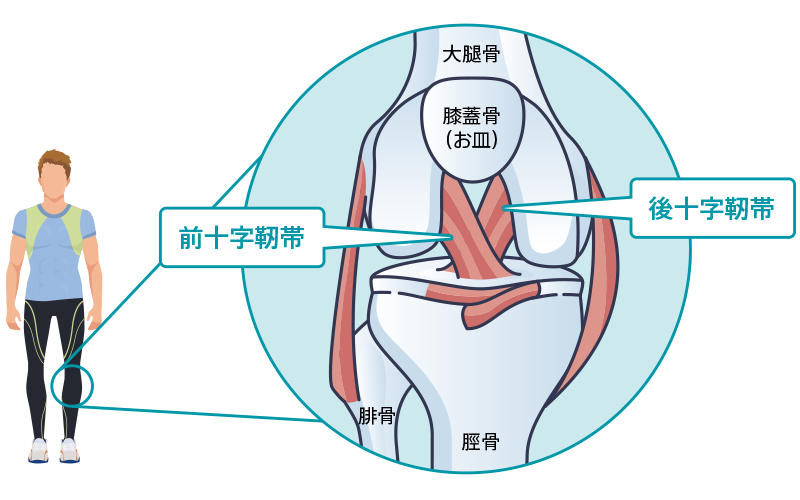 犬の遺伝性 骨・関節疾患 楽天市場】犬の遺伝性 骨・関節疾患の通販